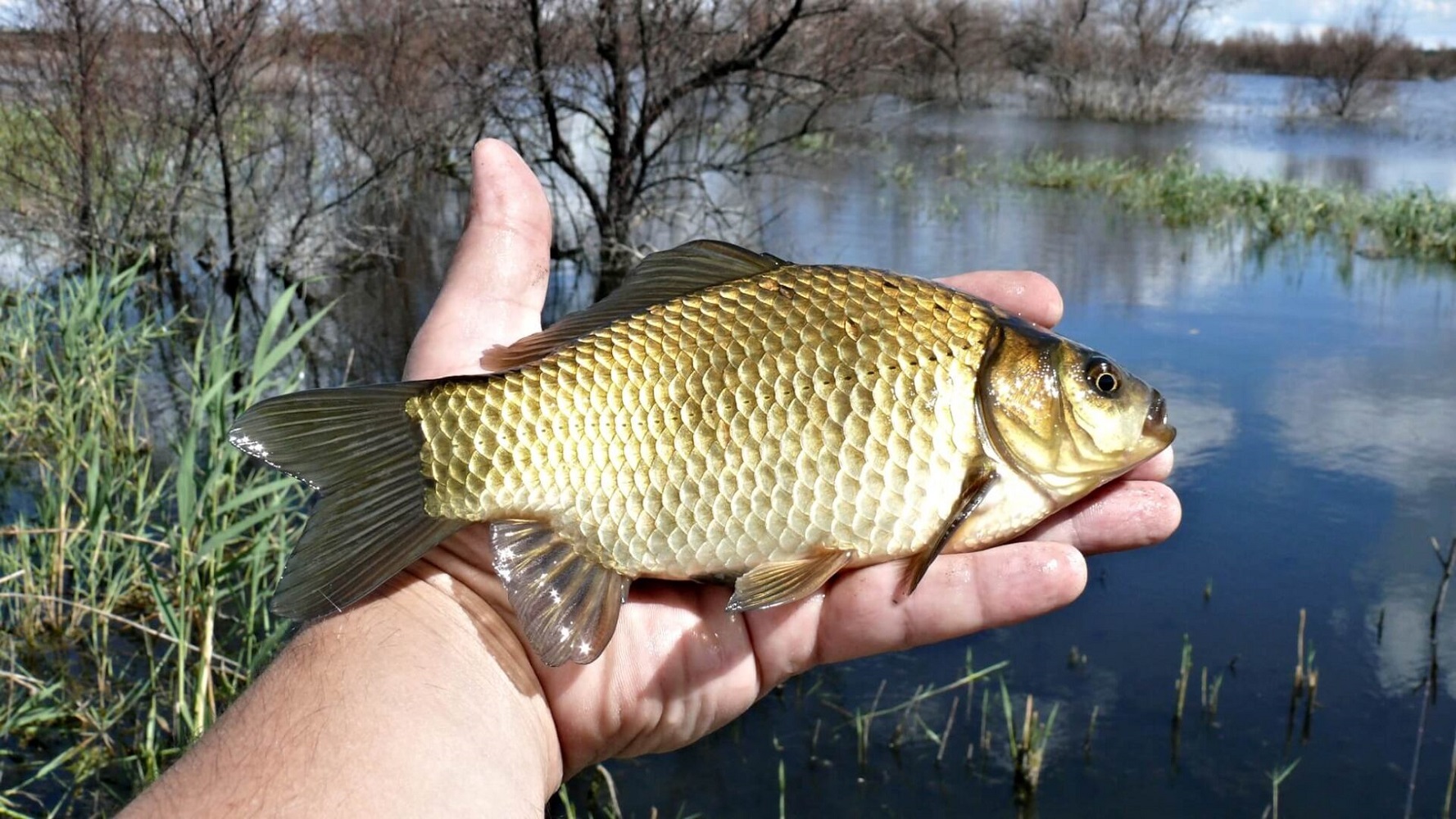 5 найдивніших риб, які можна зловити в Україні: де вони водяться і як виглядають